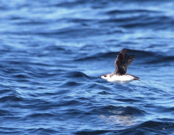 Marbled Murrelet